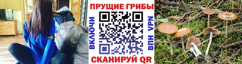 Псилоцибиновые грибы Cubensis  Котово 